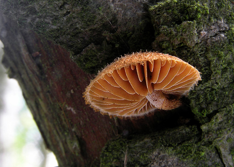 Phaeomarasmius erinaceus